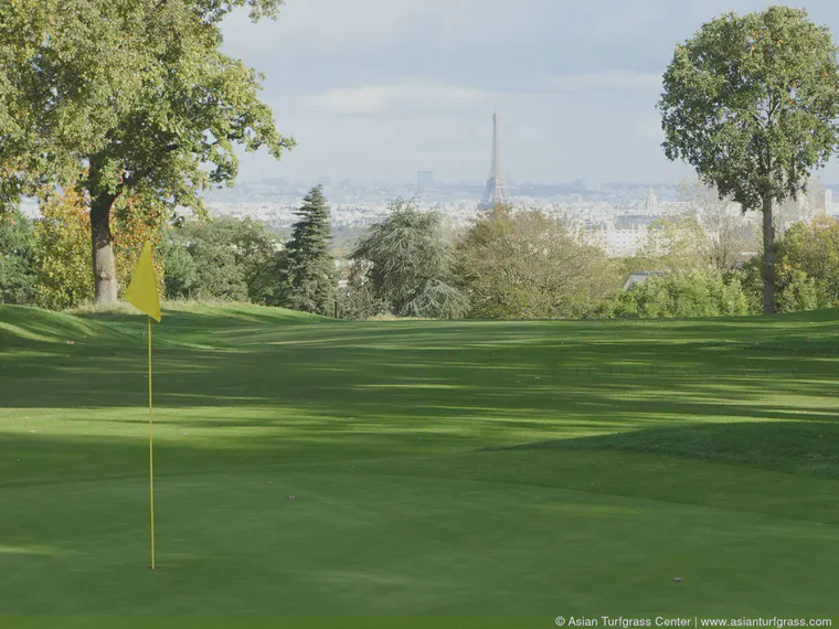 *Poa annua* in Paris, November