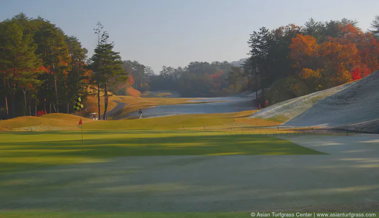 The third green remains shaded through much of the morning so a frost cover was used on this green.