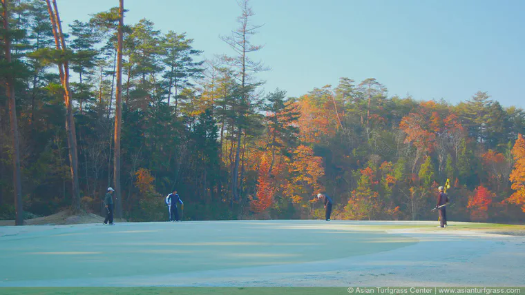It is common to see golfers playing on frosted turf in Japan. This green gets morning sun; a frost cover was not used on this green on this morning. 
