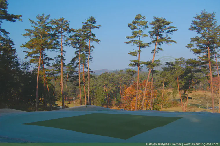 This green remains frosted until midday so a frost cover is placed over the area where the day's hole location will be.