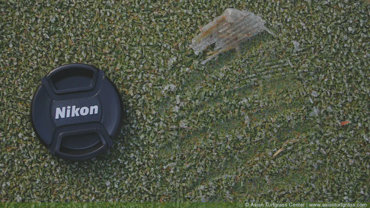 Foot traffic on the frosted portions of the creeping bentgrass greens did not produce visible damage to the putting surfaces.