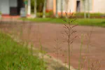 Grass in a tropical park