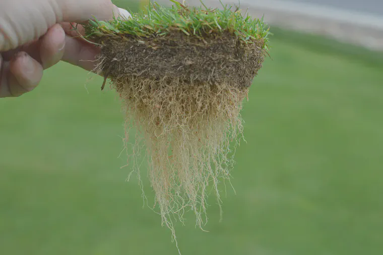 This six month old turf grew with no fertilizer after planting as sod: that's a 0:0:0 ratio of N, P, and K.