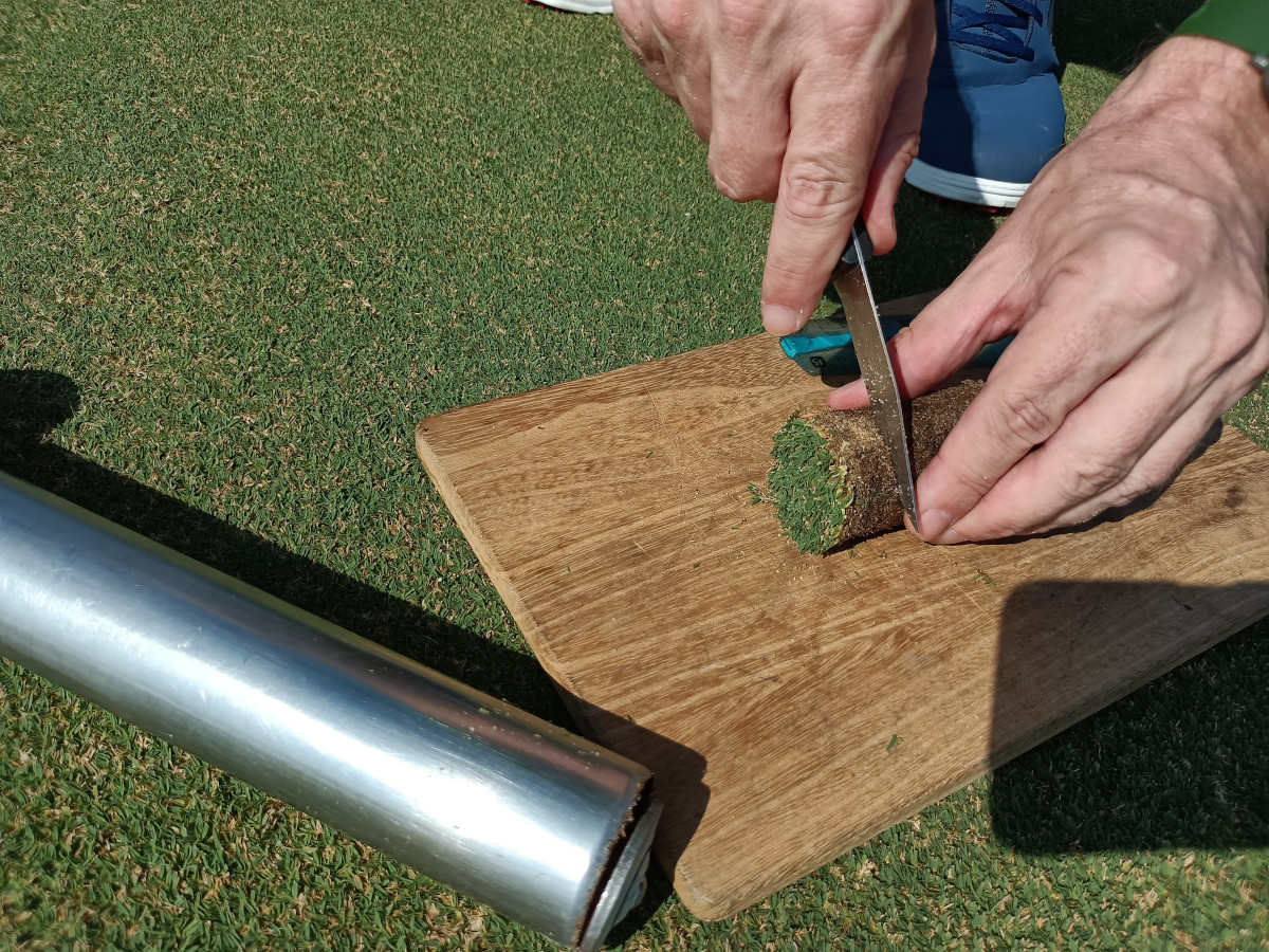 how-much-did-the-grass-grow-underground-asian-turfgrass-center