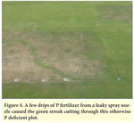 How much phosphorus does grass require?