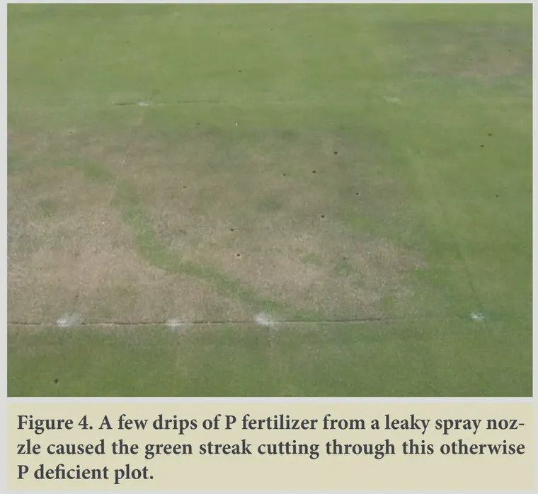 Phosphorus deficient bentgrass at Wisconsin