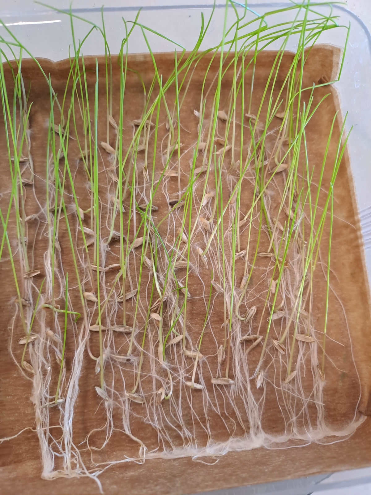 Imaginary problems | Asian Turfgrass Center