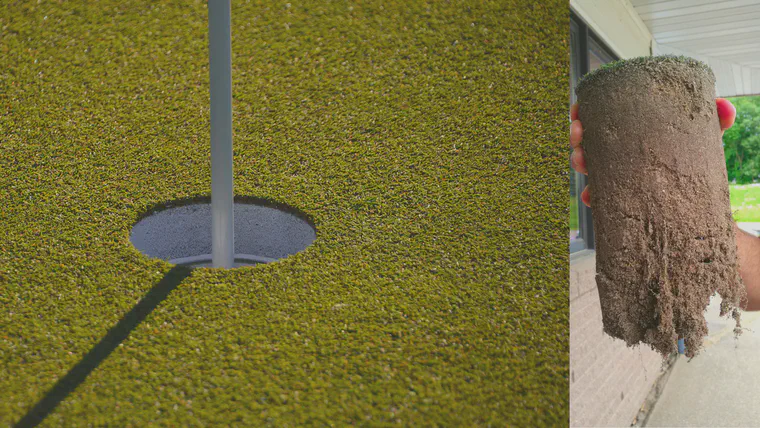 'Penn A4' creeping bentgrass greens and putting green profile at Hazeltine National Golf Club in Minnesota during June 2019.