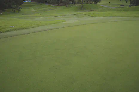 Fairy ring symptoms, 8 green, August 2013