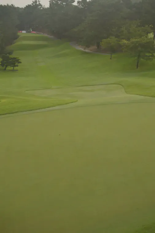 No fairy ring symptoms, 8 green, August 2014