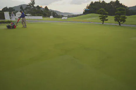 Fairy ring symptoms, putting green, August 2013