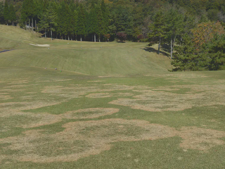 Large patch symptoms on noshiba in central Japan in October will be visible all autumn, winter, and spring. It's rare to see this scale of outbreak because large patch is usually prevented with fungicides.