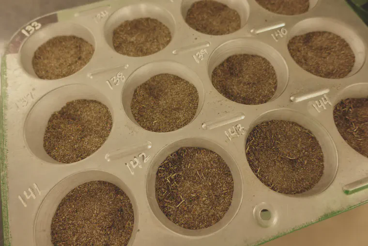 Dried, ground, and sieved soil samples on a laboratory bench ready for scooping and further extraction and testing.