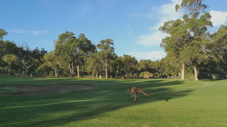 A kangaroo at Lake Karrinyup Country Club on a fine autumn day with GP of about 50%.