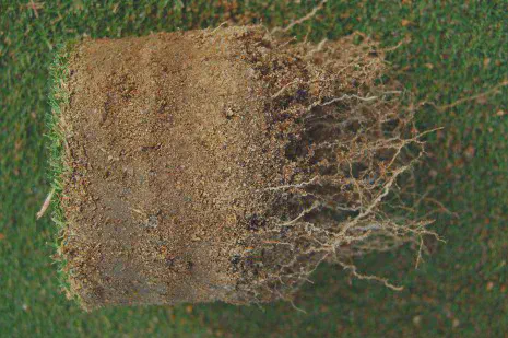 Bermudagrass roots thrive in a soil composed primarily of silicon dioxide.
