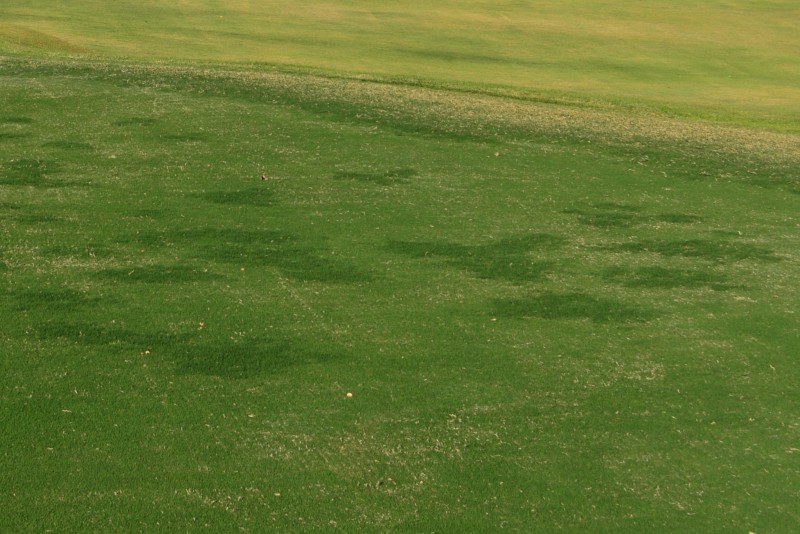 On the variability of hybrid bermudagrass used on putting greens