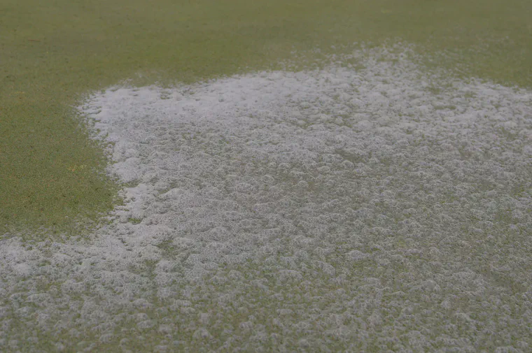 A creeping bentgrass putting green after a drench treatment of hydrogen peroxide.