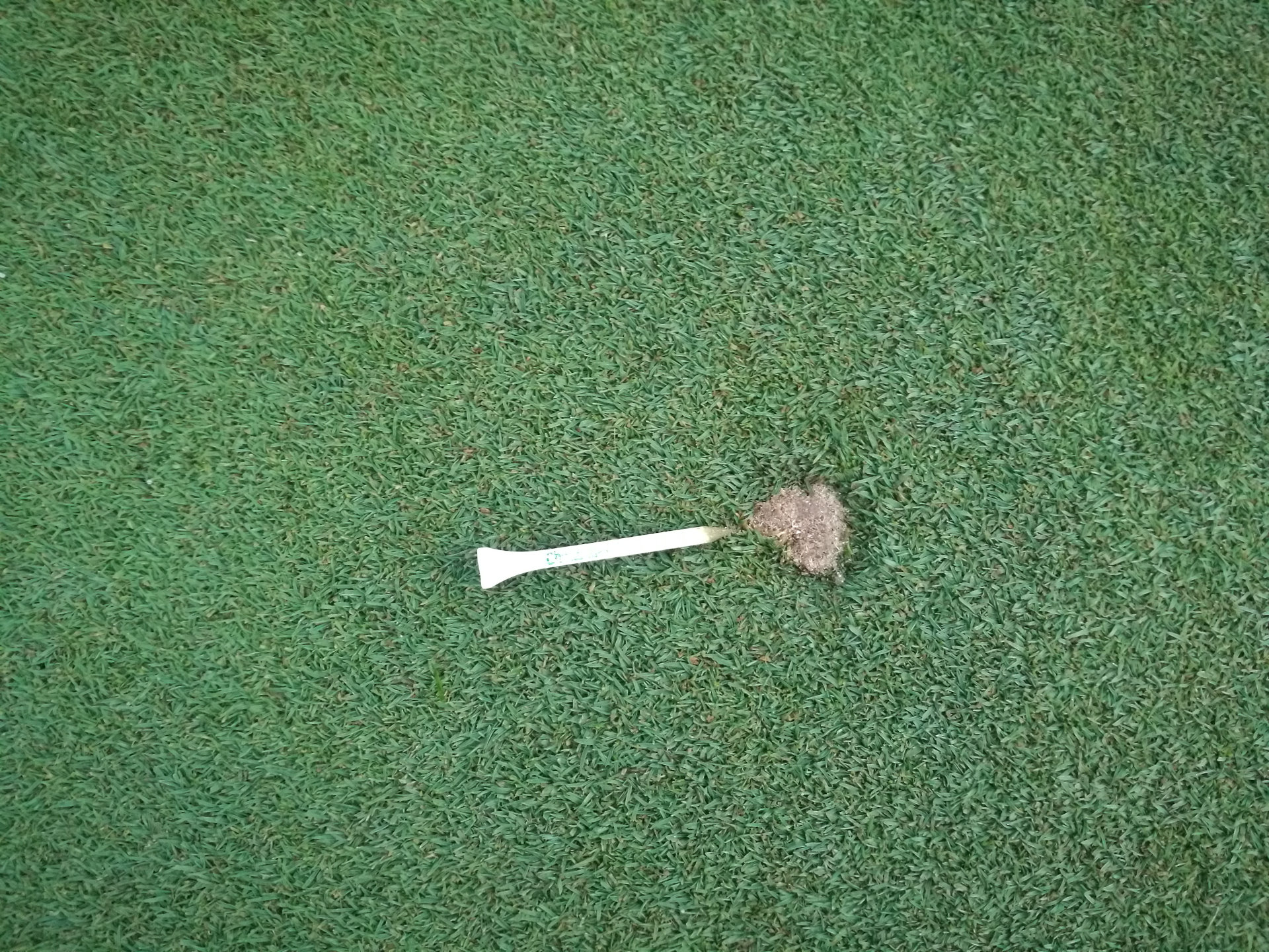 Pitch marks that last for days Asian Turfgrass Center