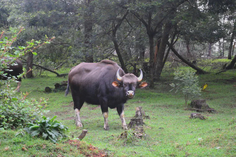 Gaur grazing on kikuyugrass near Kodaikanal Golf Club.