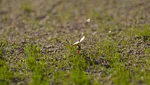 Radish seedlings on a bentgrass nursery after fumigation