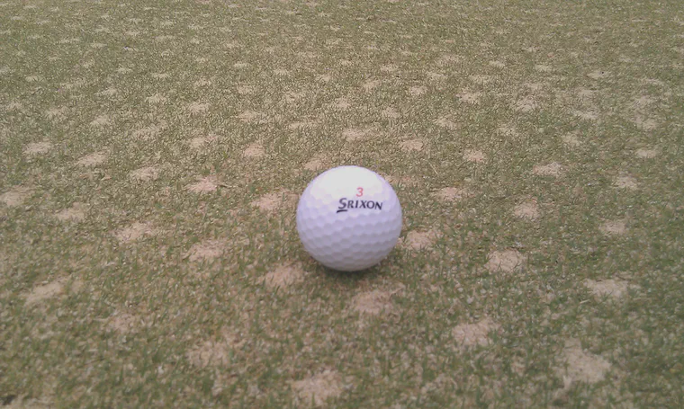 A bermudagrass putting green in Phuket, Thailand, immediately after coring and sand topdressing. I used to recommend a lot of this!