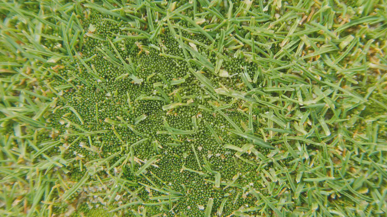 Moss on a creeping bentgrass putting green in May.