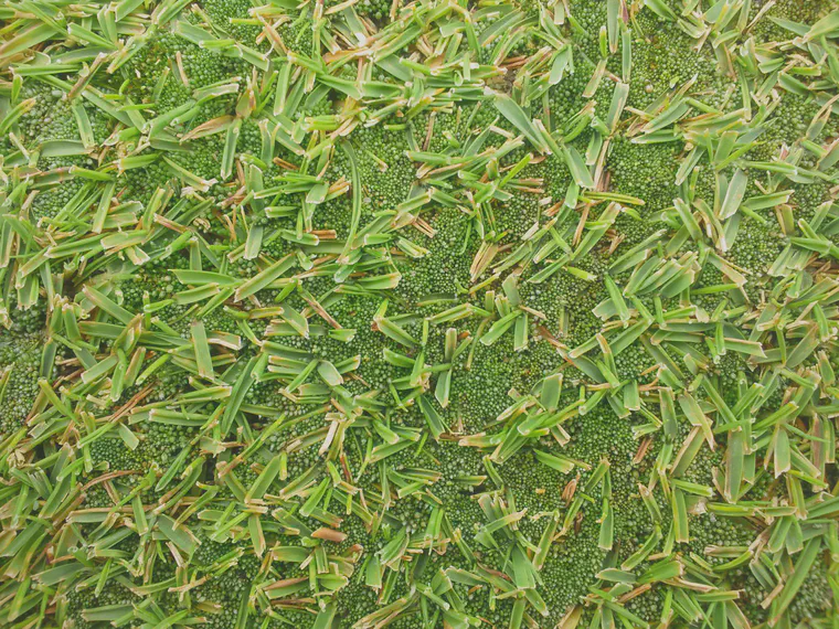 Moss on a korai putting green in May.