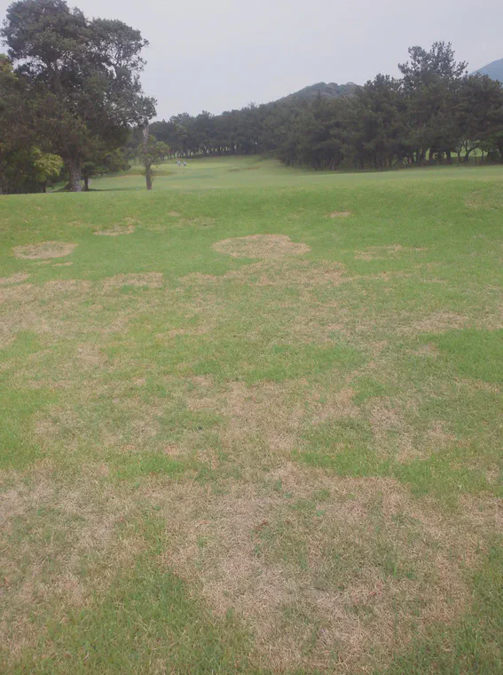 Large patch (*Rhizoctonia solani*) in a noshiba swale in late May.