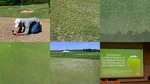 Research-grade Poa