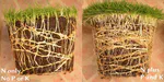 Roots on grass supplied with N, P, and K