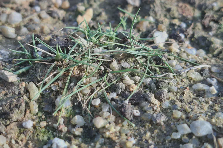'Goto' zoysiagrass 20 days after planting as shredded rhizomes.
