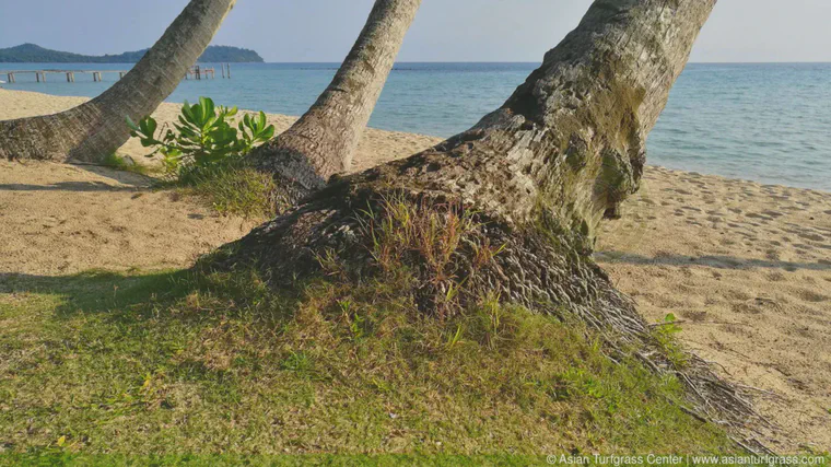 Manilagrass (*Zoysia matrella*) growing in a sand rootzone on an island in the Gulf of Thailand.