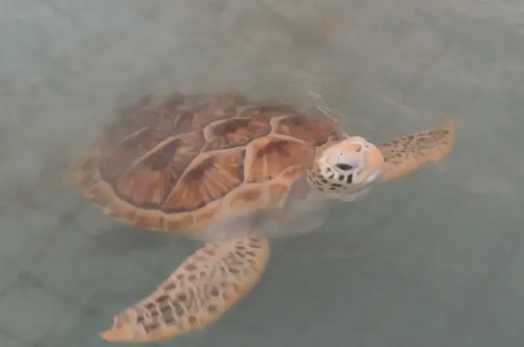 An adult turtle at the conservation center
