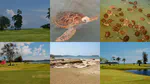 Sea turtles and turfgrass, natural golf and national parks