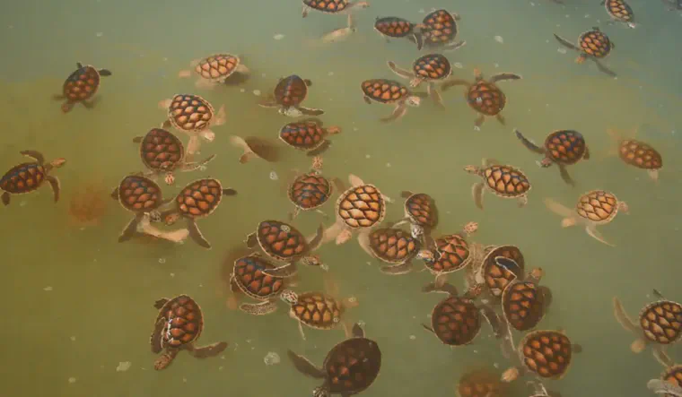 Young turtles at feeding time