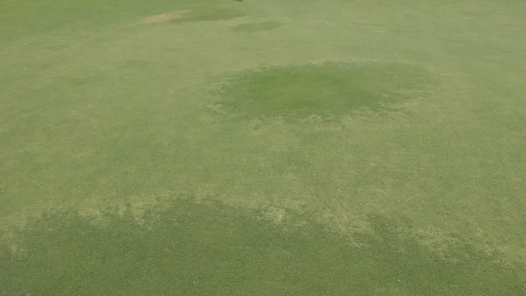 Patches of zoysia in a Tifeagle green