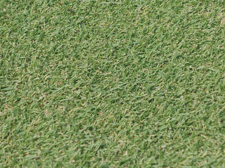 Absence of seedheads on a different patch of zoysia on the same green