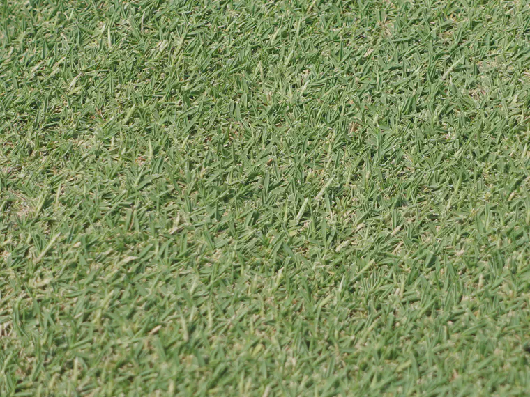 Seedheads on a patch of zoysia mown at 3 mm on a Tifeagle putting green