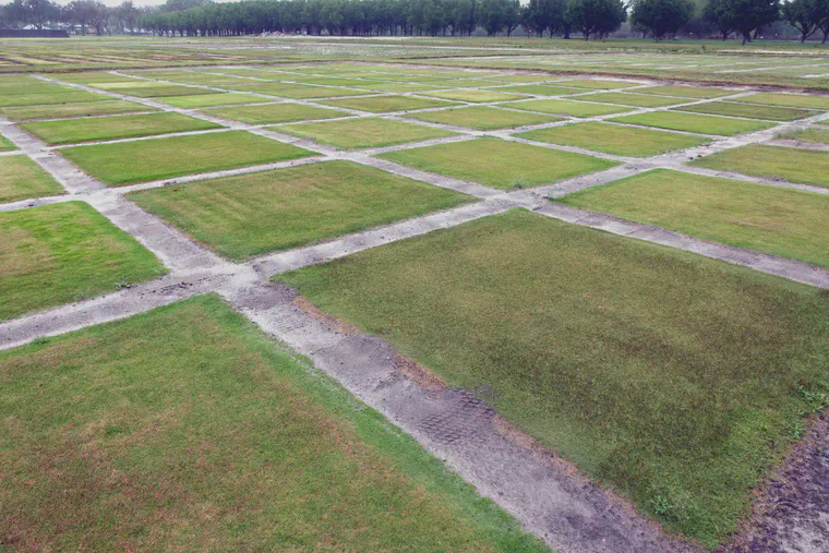 Seedheads on zoysia are sometimes visible as a dark color; there are also differences in disease and scalping among the varieties being evaluated here.