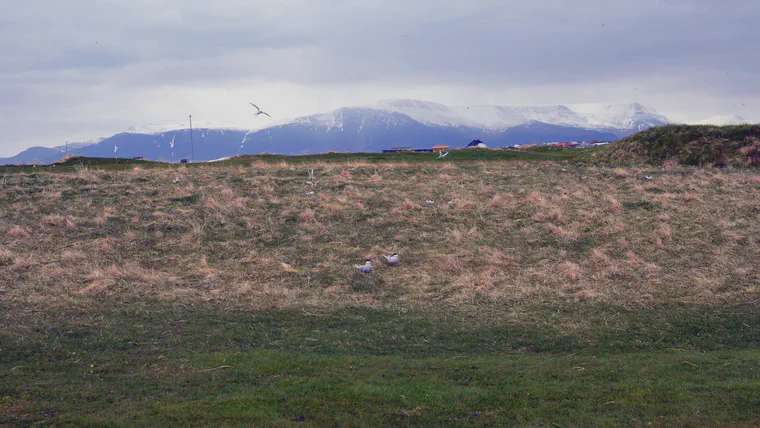 Birds at Ness Golf Club in Reykjavik, May
