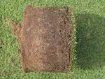 Soil organic matter should be invigilated