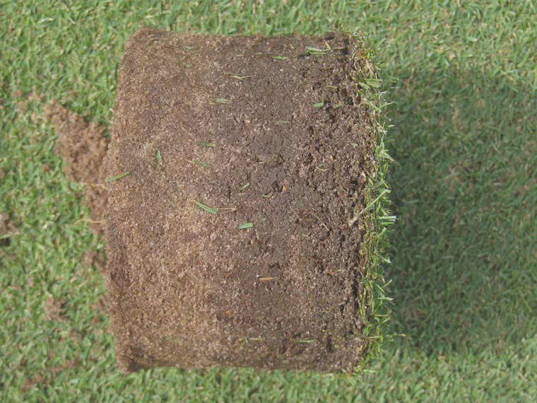 A substantial amount of organic material accumulated at the surface of a Tifdwarf bermudagrass putting green at Rota in the Northern Mariana Islands.