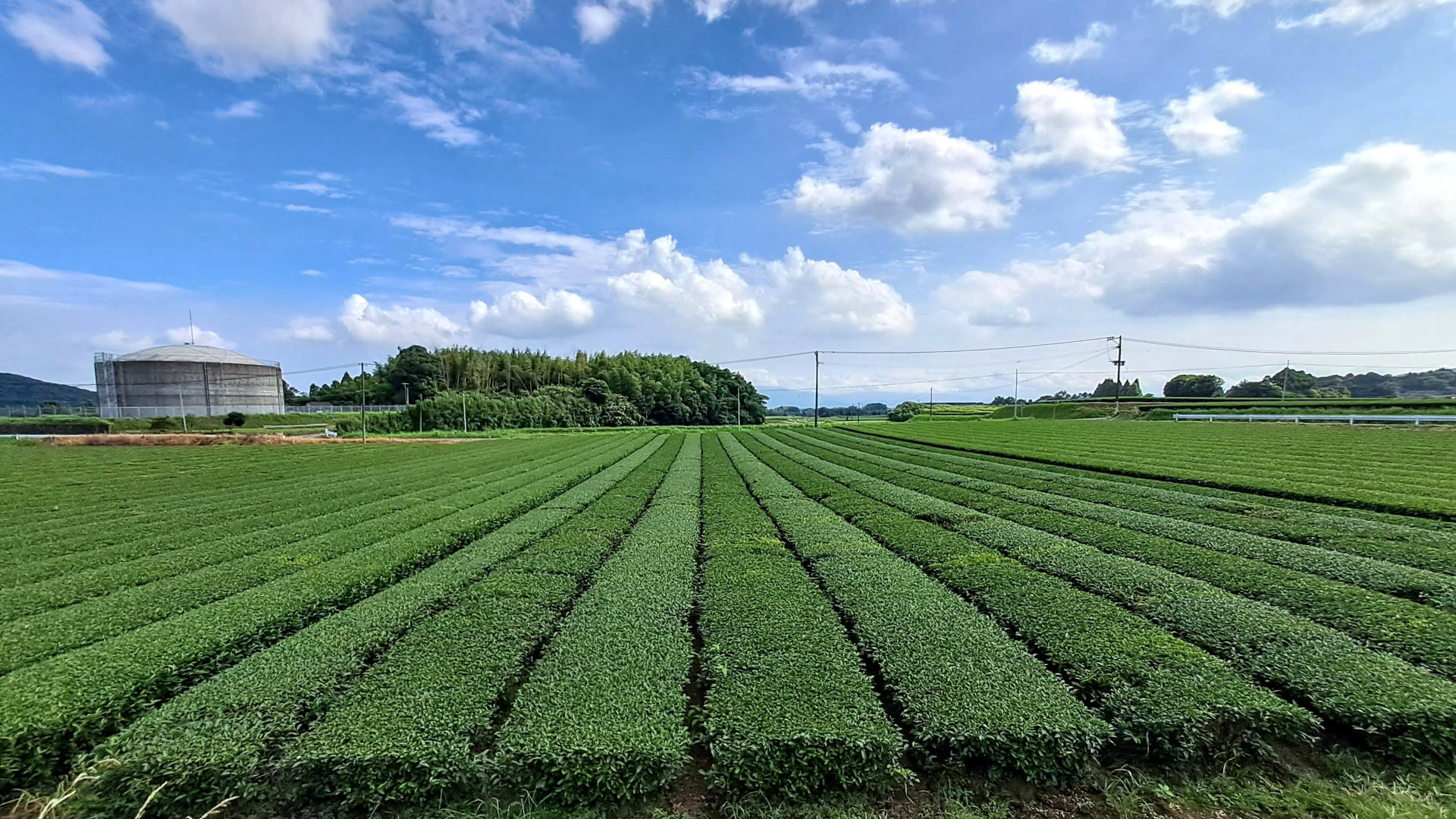 Mowing patterns in tea fields | Asian Turfgrass Center