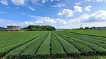 Mowing patterns in tea fields