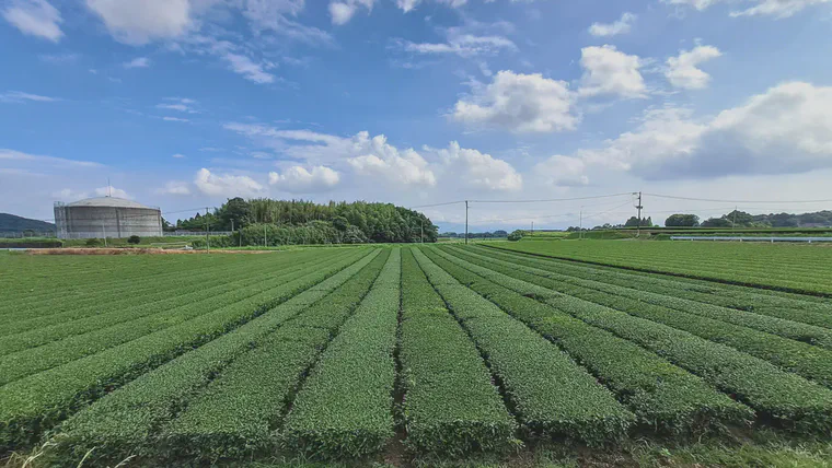 Mowing 'stripes' on tea after harvest in Kagoshima, Japan