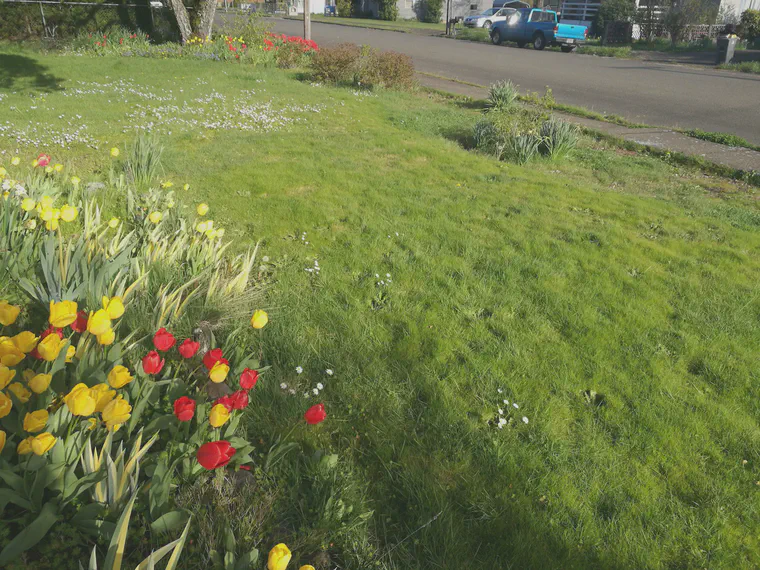 An unirrigated lawn in Willamina.