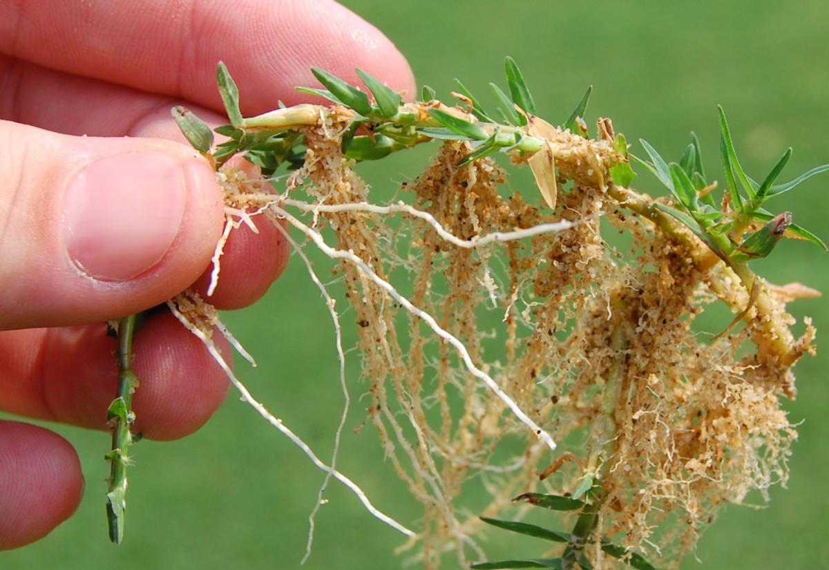 Turfgrass Roots The top 10 posts of 2017 | Asian Turfgrass Center