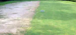 Turfgrass Mystery: what happened with this bermudagrass in the transition zone?