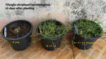 Experiment update: fertilizer response at planting