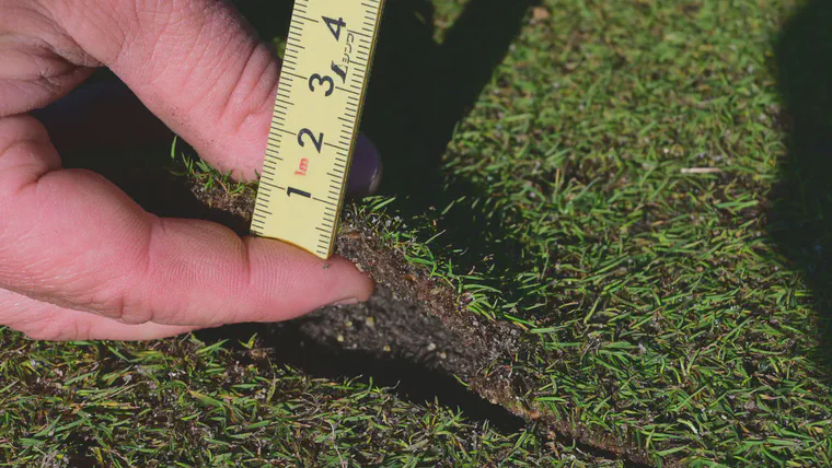 Organic material at the surface of greens at Royal Melbourne GC is removed by first lifting the bentgrass in thin (7 to 8 mm, about 3/8 inches) pieces, removing the organic layer beneath, and then laying the bentgrass sod back on the green.